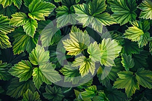 Verdant Green Leaves of Strawberry Plant in Natural Pattern for Fresh Botanical Background