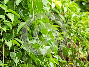 The verdant green plant leaves, with their lush and vibrant hues, breathe life into any space, creating a serene and refreshing