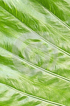 Verdant Harmony: A Close-Up Exploration of Green Leaf Texture and Background