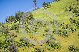 Verdant hills covered in Morning Glory flowers, Stebbins Cold Canyon, Napa Valley, California photo