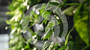 Verdant Indoor Plant Wall in Soft Focus