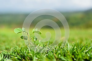 Verdant land covered with grass and one plant growing in grass known as sickel senna during rainy season. photo