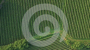 Verdant Landscape Of Viniculture In The Winery Region Of Portugal. Aerial Drone