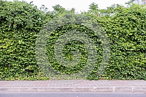 Verdant Leaf-Covered Wall and Sidewalk