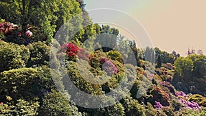 Verdant Springtime Hillside Blanketed in Blooming Rhododendrons. Ideal for wall art or nature-related editorial content