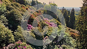 Verdant Springtime Hillside Blanketed in Blooming Rhododendrons. Ideal for wall art or nature-related editorial content