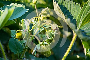 Verdant strawberries green leaves in the garden