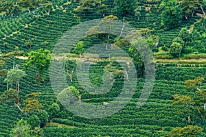 Verdant terraces of coffee plants in Boquete Panama