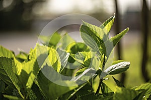 Verdant Velvet: A Close Up of Lush Green Leaves