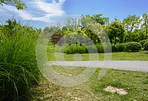 Verdant wayside plants and trees at sunny summer noon