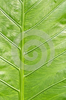 Verdant Whispers: A Close-up Exploration of Green Leaf Texture and Background