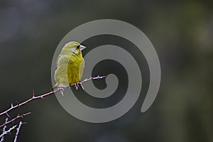 Verderon or Chloris chloris, passerine - Fringillidae family.