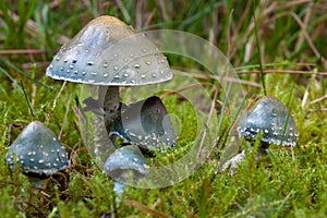 Verdigris agaric photo