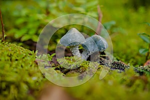 Verdigris agaric in the forest photo