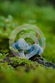 Verdigris agaric in the forest photo