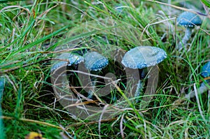 Verdigris agaric in the forest photo