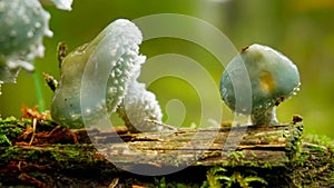 Verdigris agaric mushrooms photo