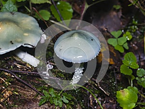 Verdigris agaric or Stropharia aeruginosa, blue mushroom, close-up, selective focus, shallow DOF photo