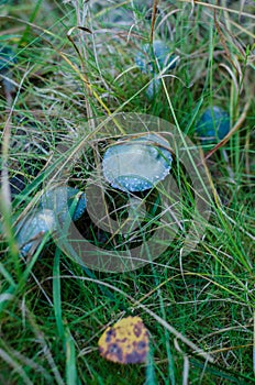 Verdigris agaric photo