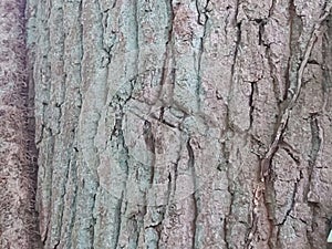 Verdigris shaded bark photo