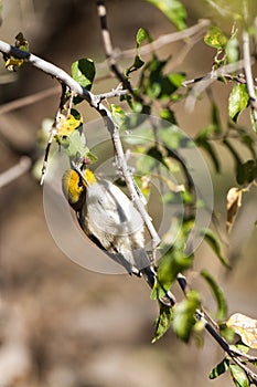 Verdin, Auriparus flaviceps