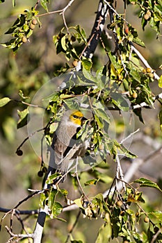 Verdin, Auriparus flaviceps
