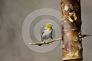 Verdin, Auriparus flaviceps