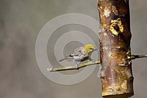 Verdin, Auriparus flaviceps