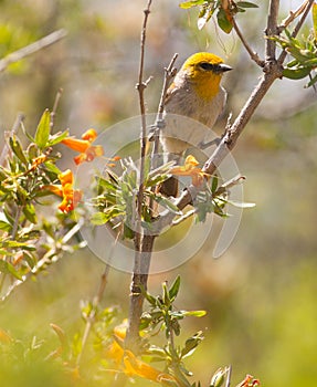 Verdin