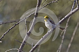 Verdin, Auriparus flaviceps, perched in a tree