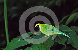 VERDIN A FRONT D`OR chloropsis aurifrons