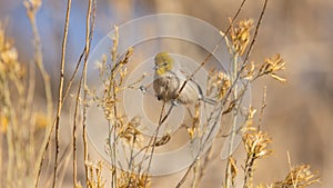 Verdin perched on the thin stems of a rabbitbrush bush