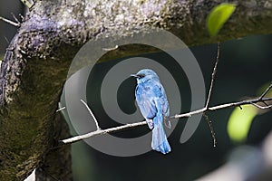 Verditer Flycatcher