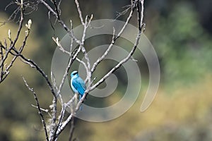 verditer flycatcher or Eumyias thalassinus, seen in Khonoma in Nagaland, India