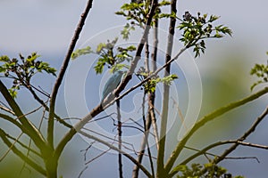 A Verditer Flycatcher Perched on Branch