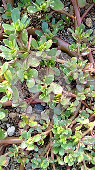 Verdolaga creciendo en forma silvestre en el campo photo