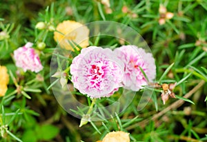 Verdolaga flower photo