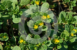 Verdolaga or pigweed