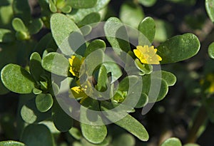 Verdolaga or pigweed