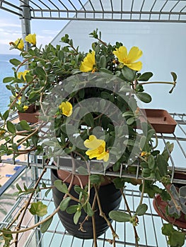 Verdolaga plant with yellow flowers photo