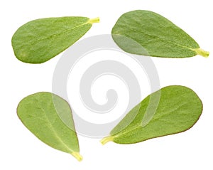 Verdolaga (purslane) leaf photo