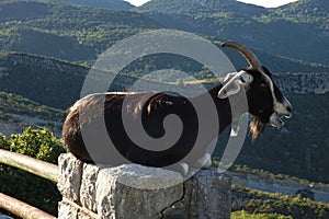 Verdon Gorge, La Palud-sur-Verdon, Castellane, Hautes-Alpes, Provence-Alpes-Cote d'Azur, France