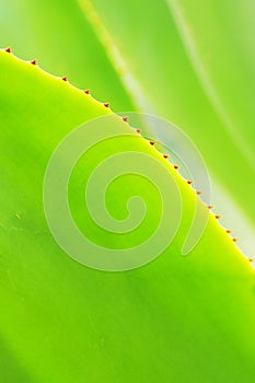 The verdure agave leaves