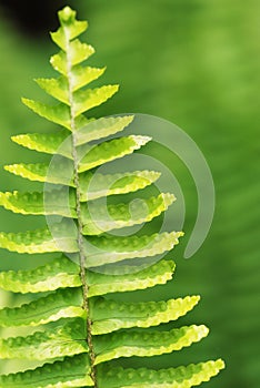 The verdure fern leaves