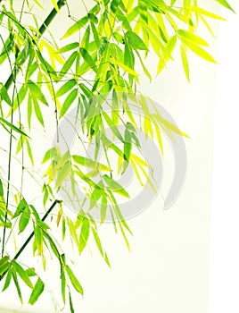 Verdure flourish bamboo foliage