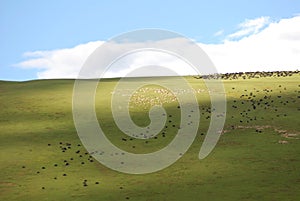 The verdure pasture under blue sky