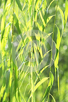 The verdure willow leaves