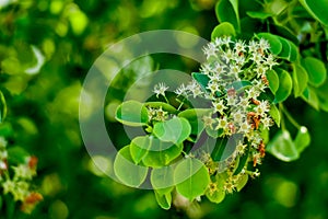 Verdurous Green Leaves, branch, tree, grass, light, mint, pattern, apple