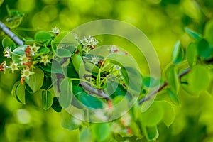Verdurous Green Leaves, branch, tree, grass, light, mint, pattern, apple