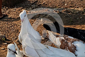 Veri beautiful white Dove in the countryside.